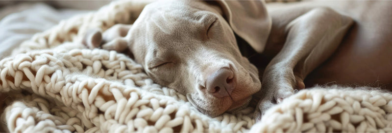 How Manuka Honey Helped My Dog’s Interdigital Cysts – Barbara’s Story
